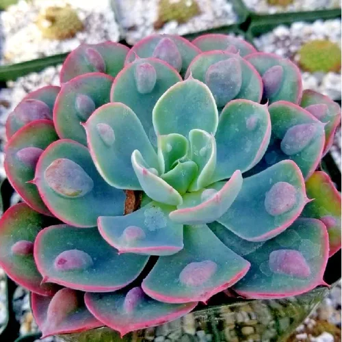 Miniatura 8 de Echeveria Suculents Plantas vivas para plantar, suculentas de Echeveria vivas, plantas de Echeveria vivas, suculentas de Echeveria vivas, suculentas