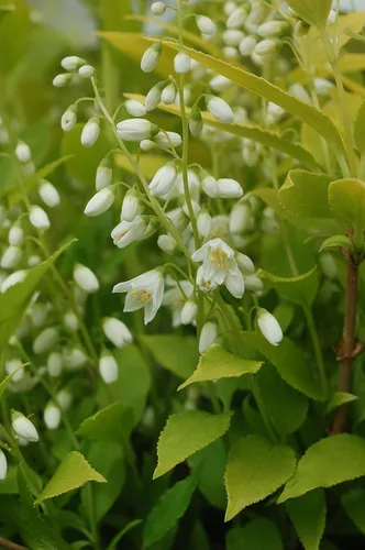 Miniatura 3 de Chardonnay perlas Deutzia, color blanco planta de floración en 2 Galón Pot – Deutzia Gracilis "perlas Chardonnay