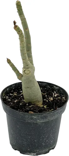 Miniatura 5 de ragnaroc Suculentas vivas – Rosa del desierto Adenium Obesum 15-25 cm de altura en maceta de 10 cm - 1 unidad - El color al florecer puede ser rosa
