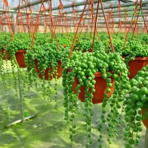 Miniatura 6 de Cadena de perlas planta viva en maceta de 4 pulgadas, suculentas raras en cestas colgantes, planta suculenta trepadora para casa u oficina