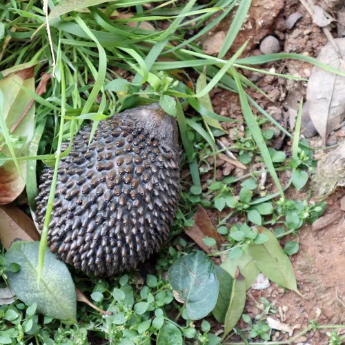 Miniatura 3 de Ocultar una llave de repuesto para erizo al aire libre, impermeable, soporte para llaves de roca falsa, caja de bloqueo de almacenamiento secreta