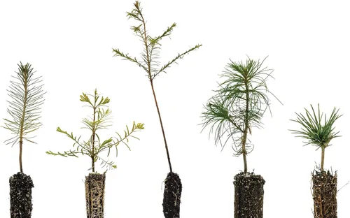 Paquete de árbol bonsai | Colección de 5 plántulas de árboles vivos | The Jonsteen Company