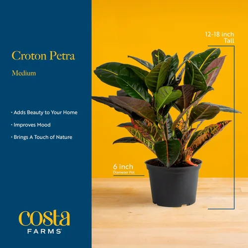 Miniatura 4 de Costa Farms Croton Petra - Plantas vivas (paquete de 2), plantas de interior y exterior en macetas, mezcla de tierra para macetas, plantas Maceta