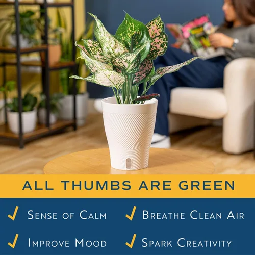 Miniatura 4 de Costa Farms - Aglaonema, planta de interior viva, auto-riego, maceta decorativa, 1 pie de alto, colección Trending Tropicals Maceta de decoración