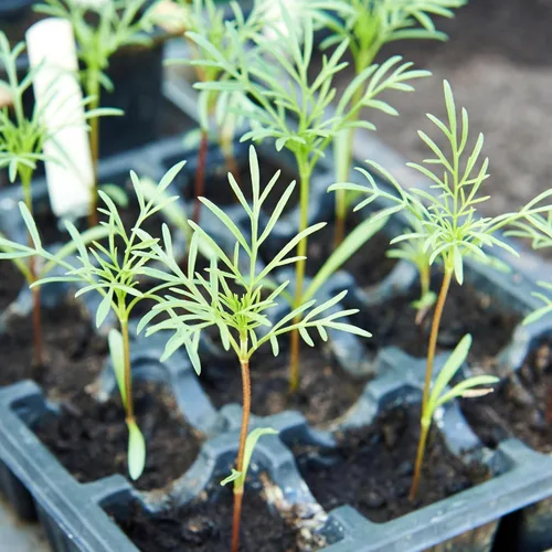 Miniatura 6 de Cosmos Seeds en una mezcla de 11 variedades, largo período de floración en todas las zonas, fáciles de cultivar
