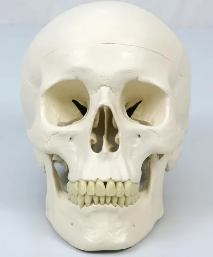 Miniatura 2 de 3B Scientific Modelo de esqueleto humano de plástico "Stan", 5 pies, soporte con ruedas., 1