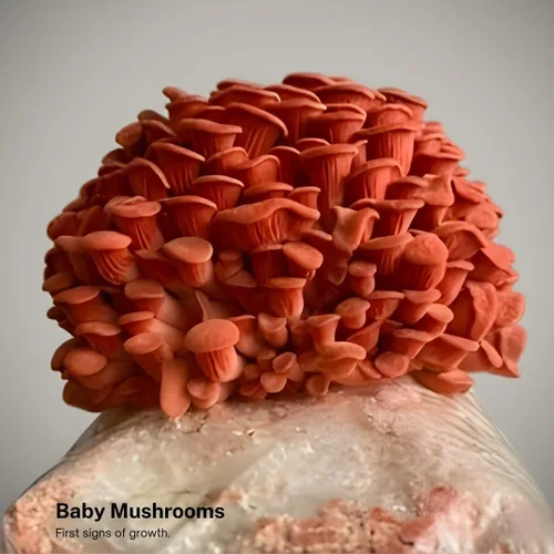 Miniatura 2 de Kit de cultivo de hongos ostra rosa de Forest Origins, fácil para principiantes y de uso sencillo, crece en 10 días Hecho a mano en California