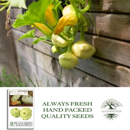 Miniatura 4 de Bennings Green Tint Summer Squash, 30 semillas tradicionales por paquete, Patty Pan Squash, semillas sin OMG, nombre botánico: Cucurbita Pepo