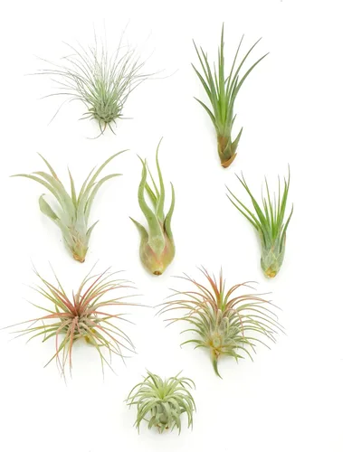 Miniatura 17 de Shop Succulents Colección variada Variedad de especies, planta tropical de interior para decoración del hogar, terrarios DIY, paquete de 100