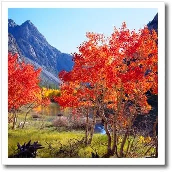 Miniatura 2 de Danita Delimont – Otoño – USA, California, Sierra Nevada. Aspen Árboles en otoño en el Sierras. – Hierro Sobre transferencias de calor