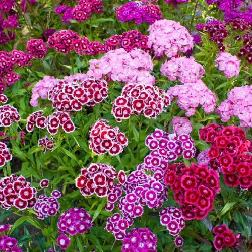 Miniatura 2 de Sweet William Flowers 100+ semillas, hermosos racimos