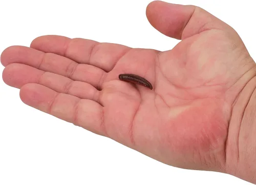 Miniatura 2 de Berkley ¡Gulp! Pinched Crawler Pesca Cebo Suave Nightcrawler - Aroma de ajo
