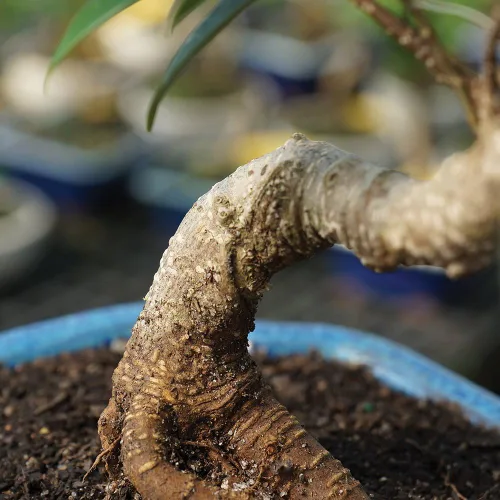 Miniatura 5 de Brussel's Bonsai, Bonsai de Ficus Golden Gate