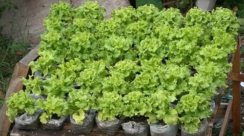 Miniatura 3 de Semillas de interior lechuga verde herencia vegetal para plantar semillas sin OMG 1000