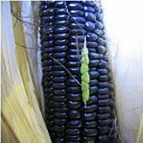 Semillas de maíz azul (más de 20 semillas) | Sin OGM | Semillas de flores de hierbas y frutas vegetales para plantar | Paquete de invernadero de