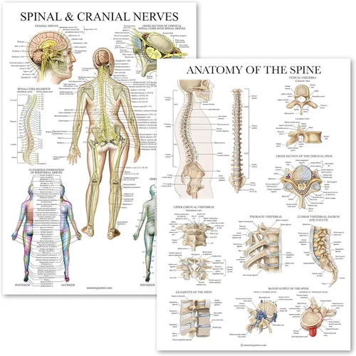 Paquete de 2: Nervios espinales y craneales + juego de carteles de anatomía de la columna vertebral - Juego de 2 gráficos anatómicos - Laminado -