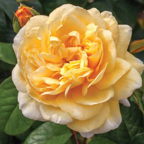 Miniatura 2 de Rosas de té híbridas de reliquia, planta de raíz propia viva para jardín al aire libre, Moonlight Romantica®, muy fragantes, zonas de rusticidad