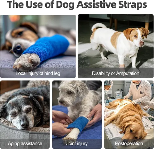 Miniatura 5 de Arnés acolchado suave ajustable para patas traseras para perros grandes, para patas traseras débiles, lesionadas o discapacitadas, ayuda a apoyar a