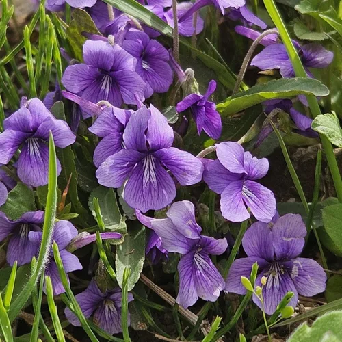 Más de 320 semillas de viola para plantar semillas perennes de flores de violeta dulce sin OMG, flores tradicionales que atraen mariposas y