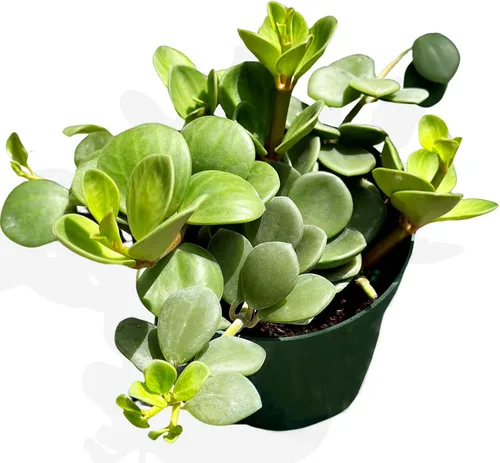Peperomia - Planta viva en maceta de 4 pulgadas, planta viva Peperomia Hope, purificadora de aire natural para interiores, plantas vivas para el