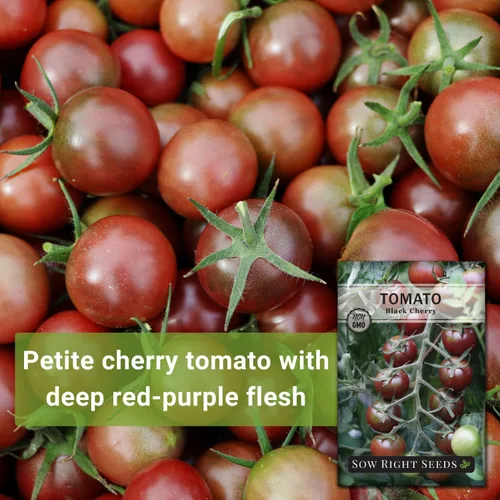 Miniatura 3 de Sow Right Seeds - Semillas de tomate cereza negra para plantar - Paquete de reliquia sin OMG con instrucciones para plantar un huerto casero