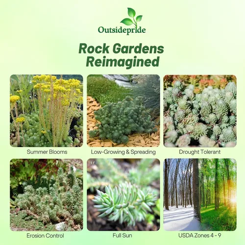 Miniatura 2 de Outsidepride Oracle Sedum Seeds - 100 semillas perennes de cobertura del suelo para plantar, plantas suculentas resistentes al frío y tolerantes al