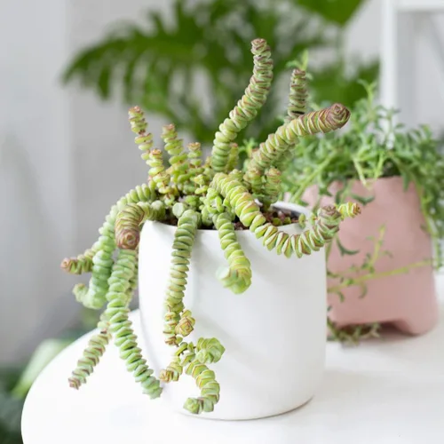Miniatura 7 de Caja de suculentas Colección única de suculentas de Crassula vivas, fáciles de cultivar, planta de interior para el hogar, totalmente enraizadas