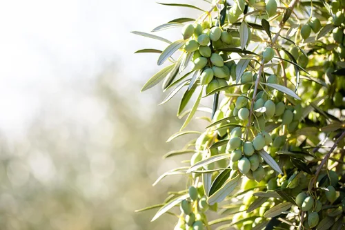 Miniatura 7 de Aceite de oliva extra virgen California Select de Cobram Estate - Primer prensado en frío, sin OGM, apto para dieta Keto, alto en antioxidantes