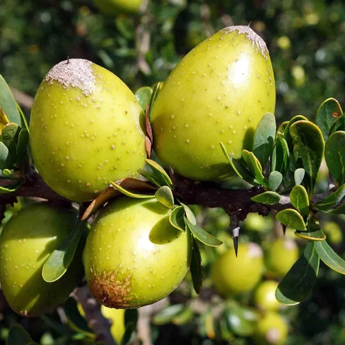 Árbol de Argán (Argania spinosa) - Paquete de 2 Semillas