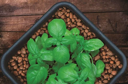 Miniatura 3 de GROW!T GMC40l - Piedrecillas de arcilla de 4mm a 16mm, Marrón, (Bolsa de 40 litros) - Hechas de arcilla 100% natural, Pueden ser utilizadas