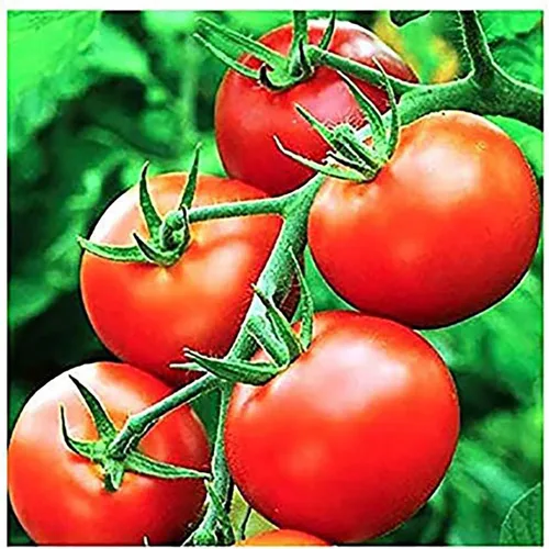 Moneymaker Semillas de tomate para plantar, grandes y jugosas, uno de los tomates más deliciosos para el cultivo en casa, semillas de vegetales para