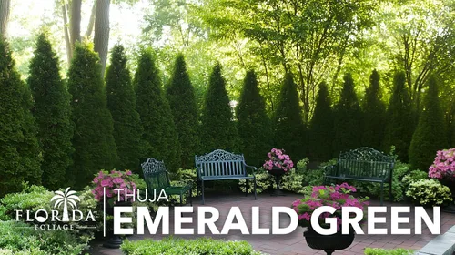 Miniatura 3 de Arborvitae verde esmeralda Árboles vivos del tamaño de 2 galones Thuja Occidentalis Smaragd Plantas de seto de detección de privacidad de hoja