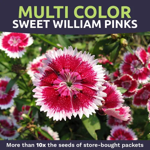 Miniatura 4 de Semillas Sweet William - Colores rosados mezclados - Paquete extra grande de 1 onza - Más de 30,000 semillas de flores polinizadas abiertas sin OMG