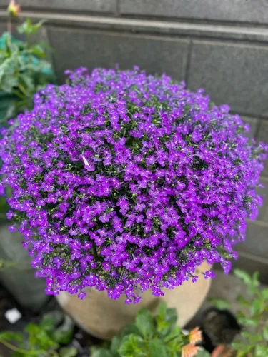 Miniatura 3 de 15,000 semillas de tomillo rastrero - reliquia sin OMG, fácil de cultivar, tolerante a la sequía, bajo mantenimiento, cubierta de suelo aromática