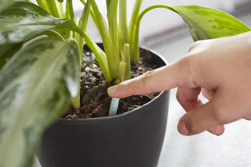 Miniatura 6 de Miracle-Gro Picos para alimentos para plantas de interior, fertilizantes para plantas, 1.1 onzas, 24 pinchos/paquete (paquete de 24)