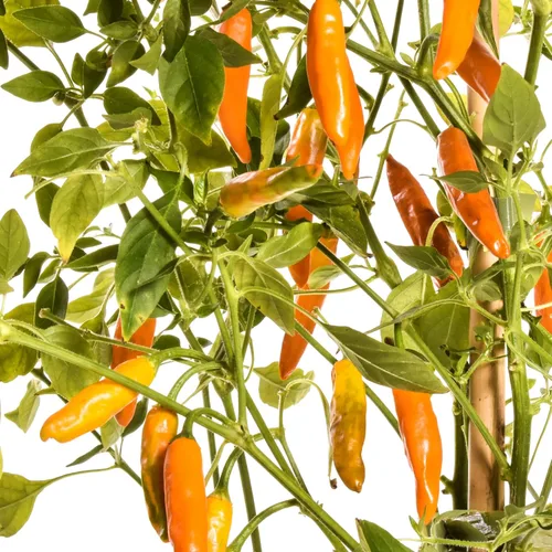 Miniatura 2 de Costeno Amarillo Pepper Seeds, Rare Mexican Heirloom Chili, Bright Lemony-Citrus Flavor, 25 Seeds