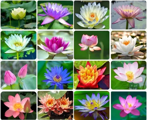 Lotus Seeds (paquete de 10) – Loto de agua acuática para plantar – Cultivar en estanque Koi, cuenco o contenedor – Planta de jardín de agua estilo