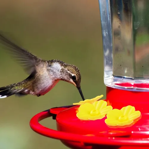 Miniatura 6 de 38 piezas de 3 tamaños de cepillo de limpieza para comederos de colibríes, mini cepillo de tubo de nailon con 16 piezas de repuesto para pájaros