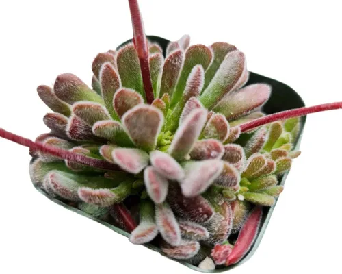 Miniatura 2 de Cactus vivo y plantas suculentas (maceta de 2 pulgadas Crassula Pubescens)