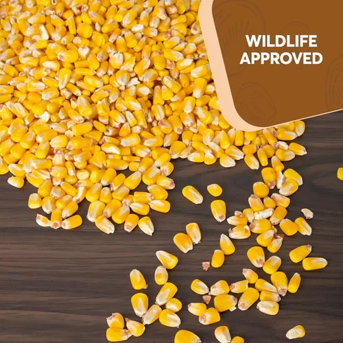 Miniatura 6 de Maíz entero de 10 libras - Semillas de aves y alimento para vida silvestre premium para patos, ciervos, ardillas, pollos y pavos - Maíz entero
