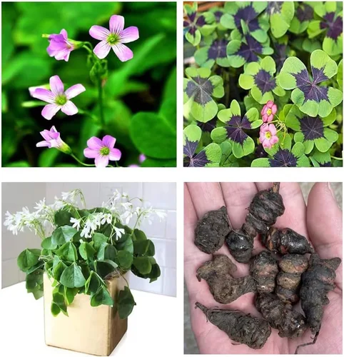 Bulbos de trébol verde, 15 bulbos Oxalis de la suerte para plantar, fáciles de cultivar en interiores fuera de la elección del jardinero novato