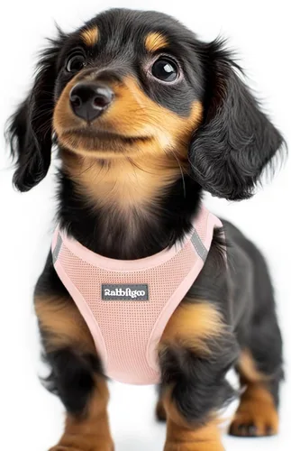 Miniatura 143 de rabbitgoo Arnés para perro pequeño, chaleco de malla suave para cachorros con hebilla de seguridad, arnés reflectante transpirable para mascotas