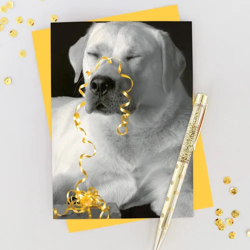 Miniatura 3 de Graphique Tarjeta de Cumpleaños All Wrapped Up Perfecta para Cualquier Persona que Ama a los Perros Familia y Amigos Sobre Coordinado