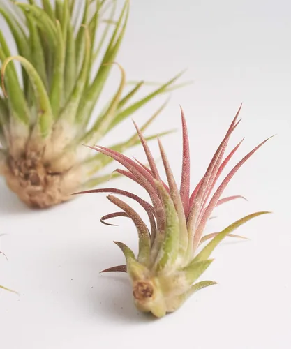 Miniatura 2 de Gran colección de plantas de aire Ionantha Tillandsia de cinco plantas tropicales para el hogar, decoración de interiores y plantas de aire