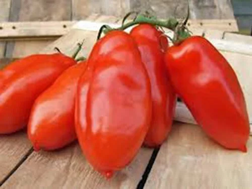 Miniatura 3 de TOMATE, SAN MARZANO, HEIRLOOM, 100 SEMILLAS, SEMILLAS DE TOMATE, TOMATE CLÁSICO