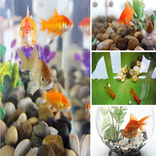 Miniatura 6 de Piedras de río, plantas, jardines, paisajes, suculentas, guijarros decorativos altamente pulidos en formas y tamaños de 1 a 3 pulgadas.