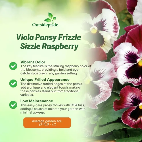 Miniatura 3 de Outsidepride Frizzle Sizzle - Semillas de pensamiento de viola de frambuesa para plantar, 100 unidades. Flores bienales, resistentes al frío y aptas
