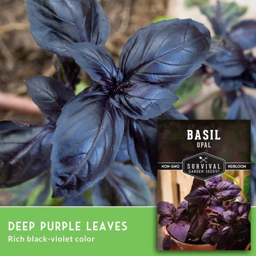Miniatura 4 de Semillas de albahaca de ópalo para plantar, variedad de púrpura oscuro con hojas casi negras, variedad única de semillas de hierbas, reliquia