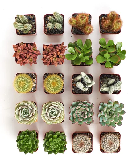 Miniatura 3 de Shop Succulents Premium Plantas suculentas mini vivas de cactus en macetas de 5 cm, fácil cuidado para jardinería en interiores o exteriores