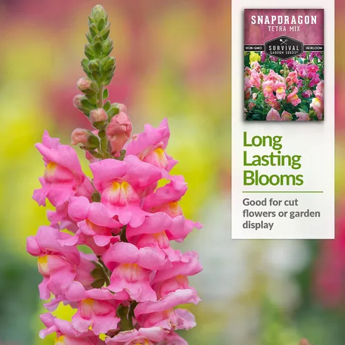 Miniatura 4 de Survival Garden Seeds - Semillas de mezcla de tetra Snapdragon para plantar - Paquete con instrucciones para plantar y cultivar hermosas flores